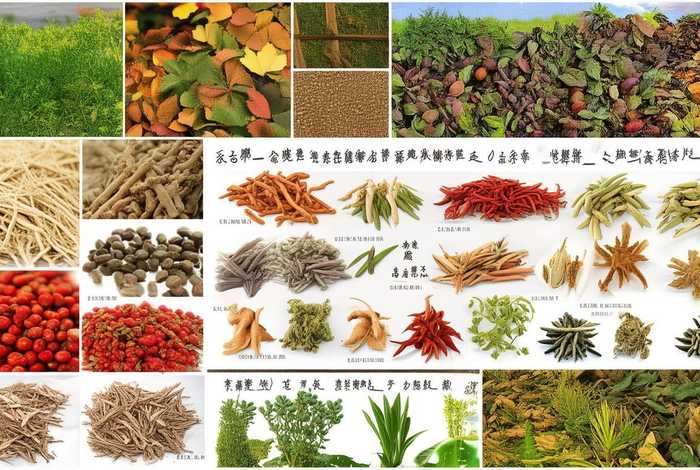 常见中草药图片大全；常见的中草药大全名字和图片