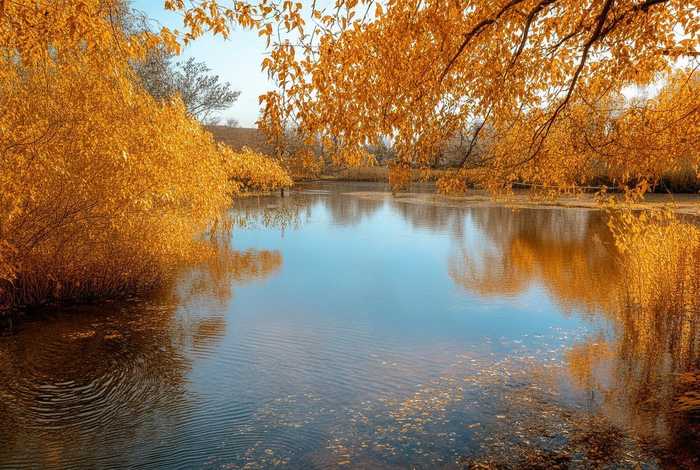 鲫鱼的生活习惯与特征;鲫鱼生活环境相适应的身体特征和它的作用 鲫鱼的生活习惯与特征;鲫鱼生活环境相适应的身体特征和它的作用