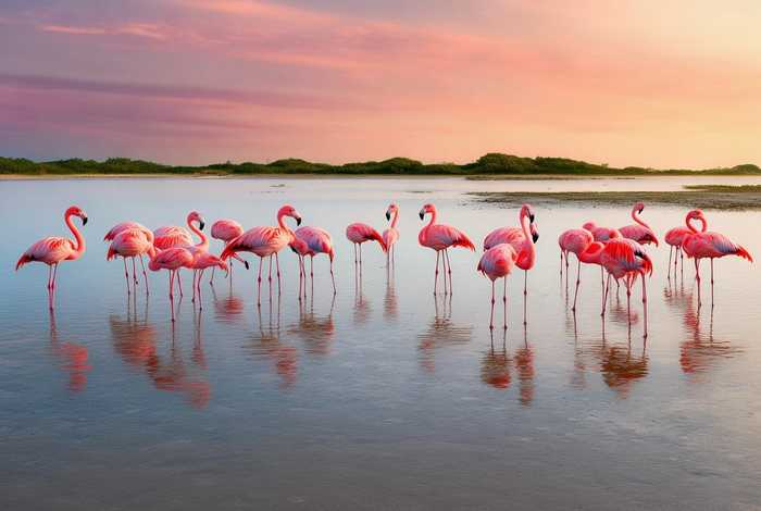 火烈鸟生活在哪里地方,火烈鸟生活在哪里地方啊 火烈鸟生活在哪里地方,火烈鸟生活在哪里地方啊