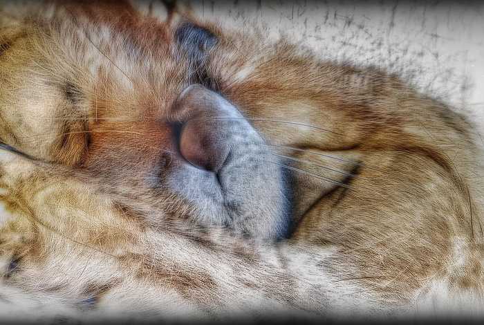 冰心的生活经历概括、冰心的生活经历概括50字