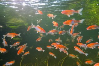 鲫鱼生活环境及特点觅食时间，鲫鱼生活环境及特点觅食时间是多少