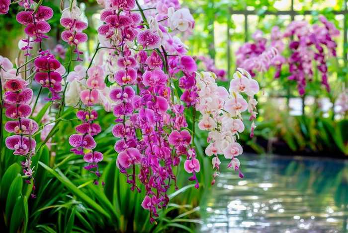 兰花的生活环境和特征、兰花的生活环境和特征有哪些