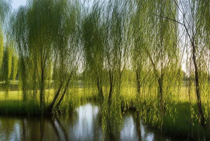 柳树的生活环境怎么样，柳树的生活环境怎么样呢