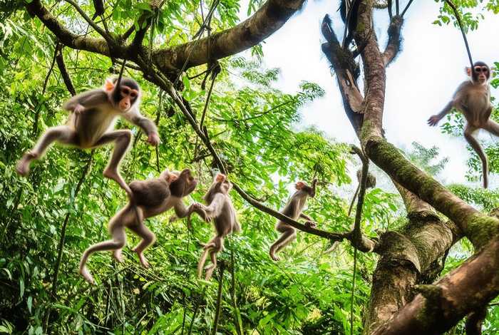 猴的生活习性简短描写 - 猴子的生活特征和生活方式
