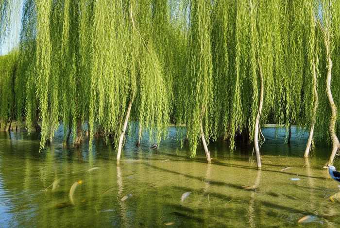 柳树的生活特征 - 柳树的生活环境生物特征是什么？