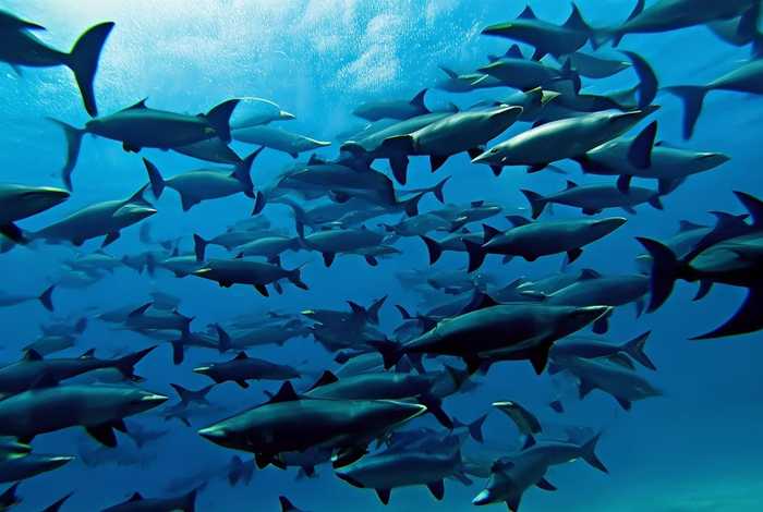 虎鲸的习性和日常作息 虎鲸的特性 虎鲸的习性和日常作息 虎鲸的特性