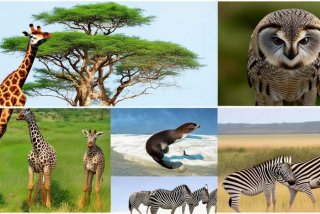 动物的生活习惯用英语怎么说；动物的生活方式英语