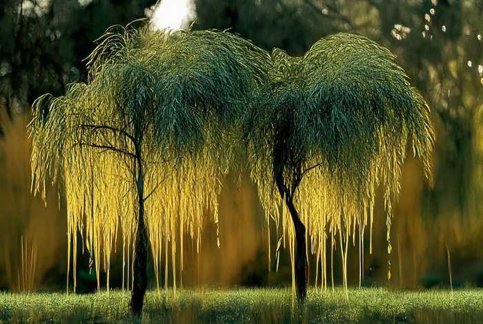 靖江叶正清 靖江叶青