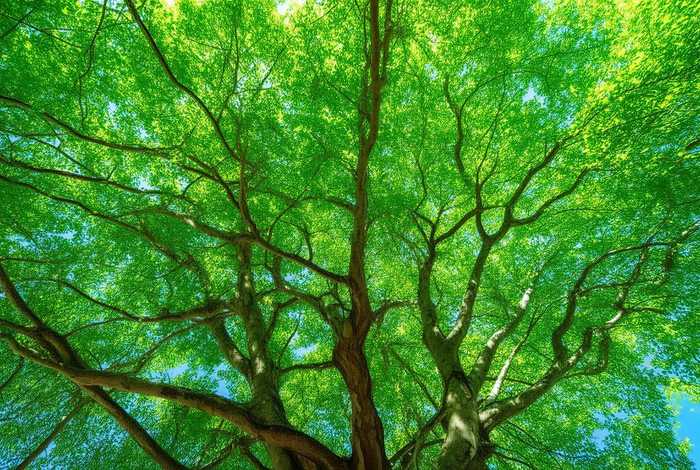 斐然（斐然是什么意思）