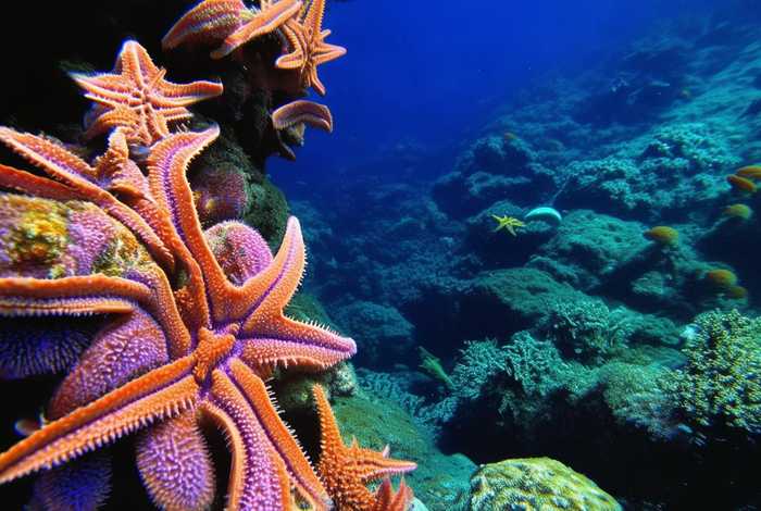 海星生活在浅水还是深水（海星生活在浅水还是深水里）