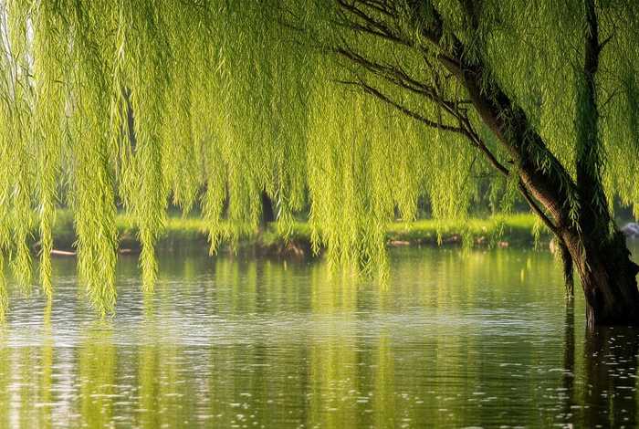 柳树的生活环境怎么写;柳树的生活环境怎么写句子 柳树的生活环境怎么写;柳树的生活环境怎么写句子