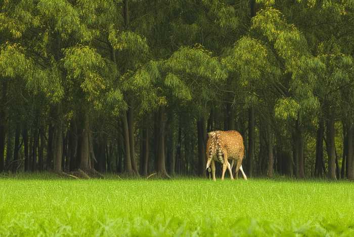 梅花鹿生活习性绘本；梅花鹿的生活环境简单描述出来