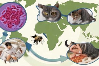 弓形虫的生活周期和传播途径 弓形虫的生活周期和传播途径有哪些