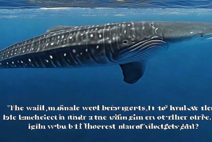 鲸鲨跟蓝鲸生活习性 鲸鲨和蓝鲸哪个更凶猛