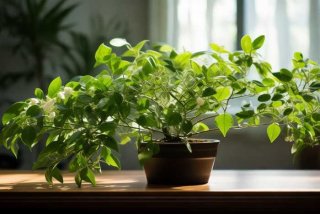 吊兰的生活习性与管理（吊兰的生活条件）