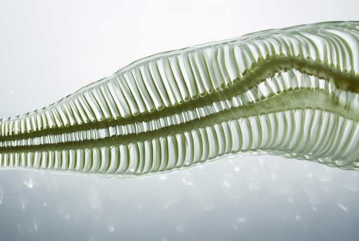 草履虫真实图片 草履虫真实图片大全大图