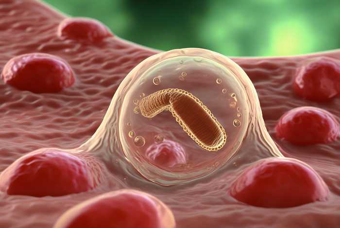 间日疟原虫生活史中在人体内发育的阶段是，简述间日疟原虫在人体内的发育过程