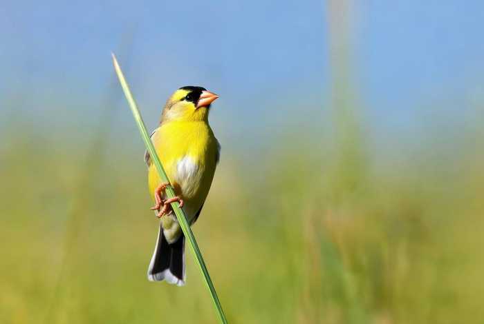 百灵鸟的生活特点是什么、百灵鸟的生活特点是什么呢
