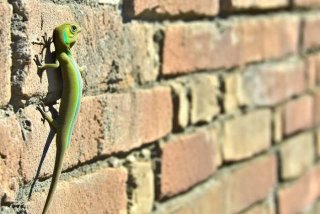 壁虎的生活习性100字；壁虎的生活特壁虎的生活特性