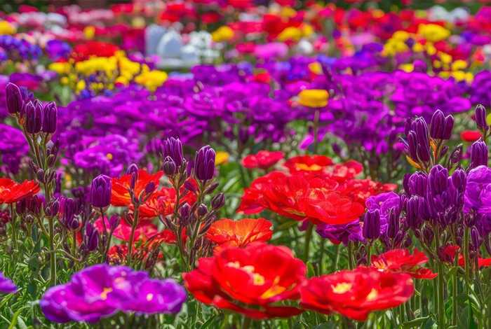 蓓蕾芬芳姹紫嫣红,姹紫嫣红芳香四溢 蓓蕾芬芳姹紫嫣红,姹紫嫣红芳香四溢