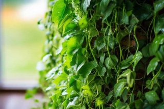 绿萝的习性视频、绿萝介绍视频