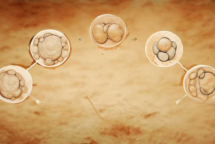 酵母生活史按单倍体 酵母生活史按单倍体分为