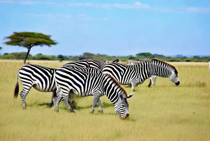 斑马的生活环境生命现象;斑马的生活环境生命现象是什么 斑马的生活环境生命现象;斑马的生活环境生命现象是什么