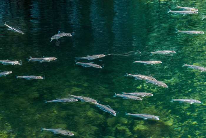 鲫鱼的生活规律 鲫鱼的生活规律及温度