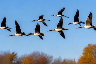 大雁的外形特征和生活习性，大雁特点和生活特征
