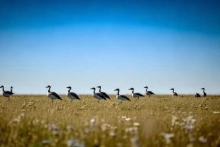 大雁是住在哪里的 - 大雁是住在哪里的呢