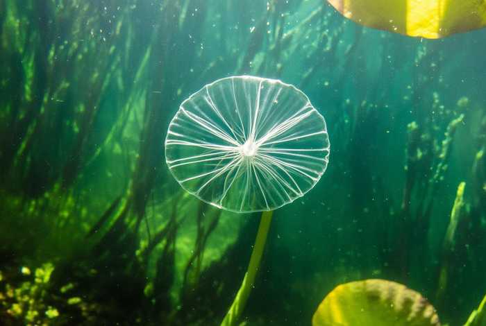 轮虫的简介，轮虫简介50字