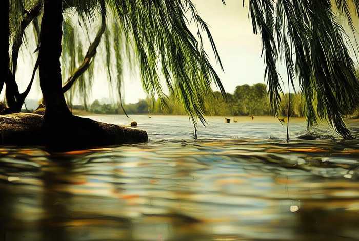 柳树的生活环境和特征是什么；柳树的生活环境生物特征是什么？