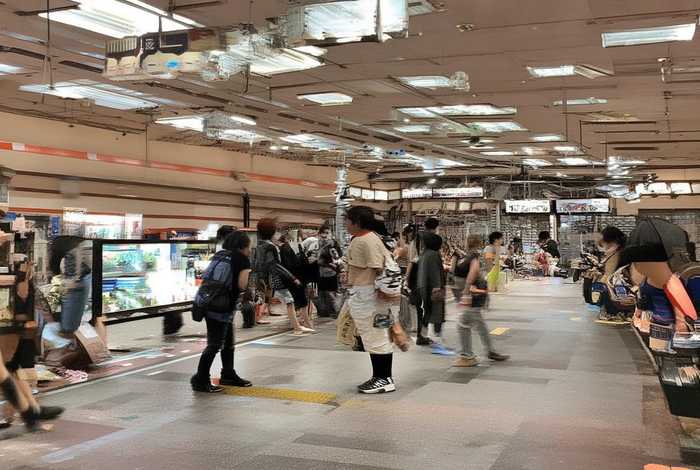 桂花的生活环境和主要特征、桂花的生活环境和主要特征作文