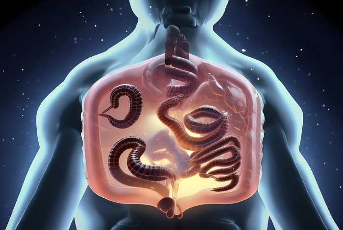 简述蛔虫在人类体内生活史、简述蛔虫在人类体内生活史中的作用