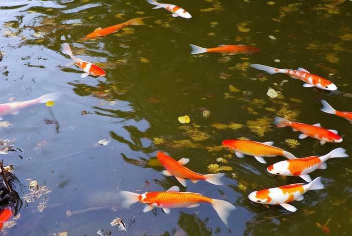 鲫鱼生活环境脏吗 - 鲫鱼生活环境脏吗能吃吗