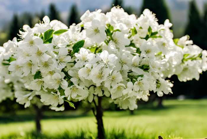 桂花的生活环境及特征 桂花的生活环境及特征是什么