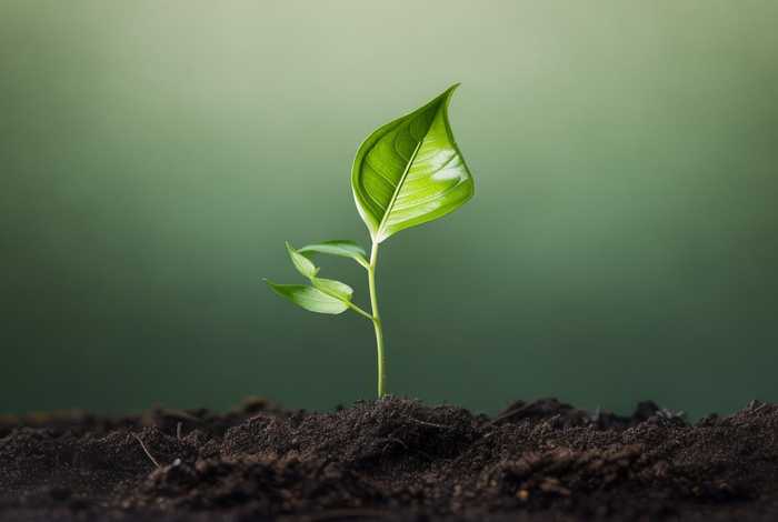 绿叶生长的简约插画 - 绿叶生长的简约插画作品