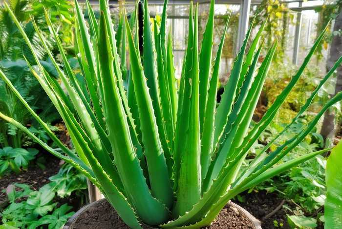 芦荟的生活环境和主要作用 - 芦荟的生活环境和主要作用有哪些