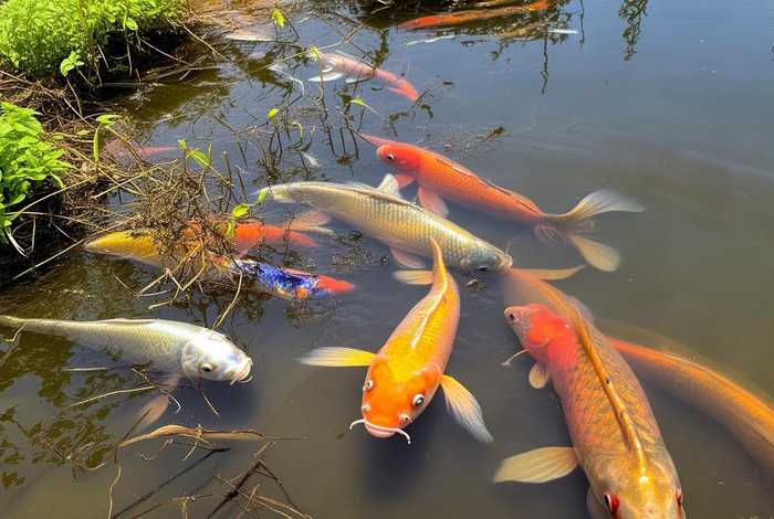 鲫鱼生活环境很脏吗（鲫鱼生活环境很脏吗视频）