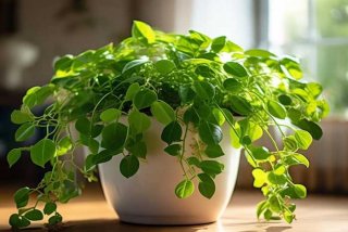 家中养绿萝好还是不好（家中养绿萝好还是不好养）