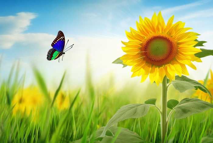 比喻向往美好生活的成语、比喻向往美好生活的成语有哪些