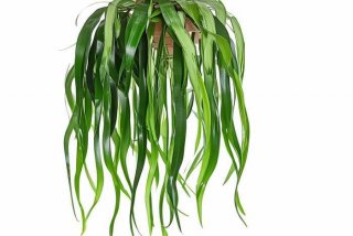 吊兰的习性特点外形作文，吊兰的外形特点怎么写