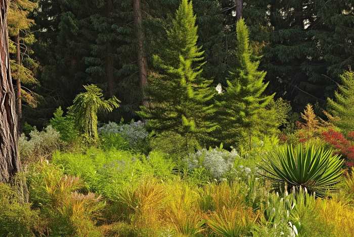 裸子植物(裸子植物与被子植物的区别) 裸子植物(裸子植物与被子植物的区别)