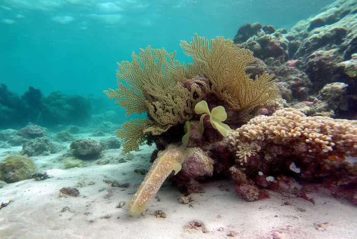 海参的生活区域及特点、海参的生活区域及特点图片