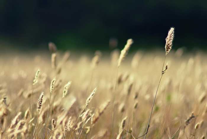 离披的意思（衰草离披的意思）