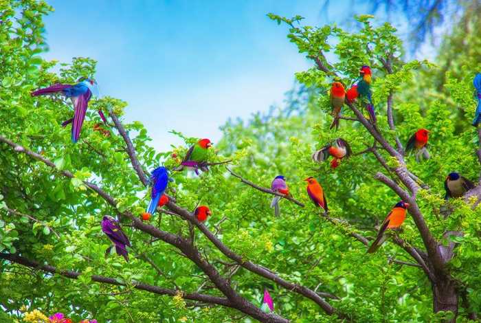 虎皮鹦鹉的生活习性绘画(虎皮鹦鹉的生活环境) 虎皮鹦鹉的生活习性绘画(虎皮鹦鹉的生活环境)