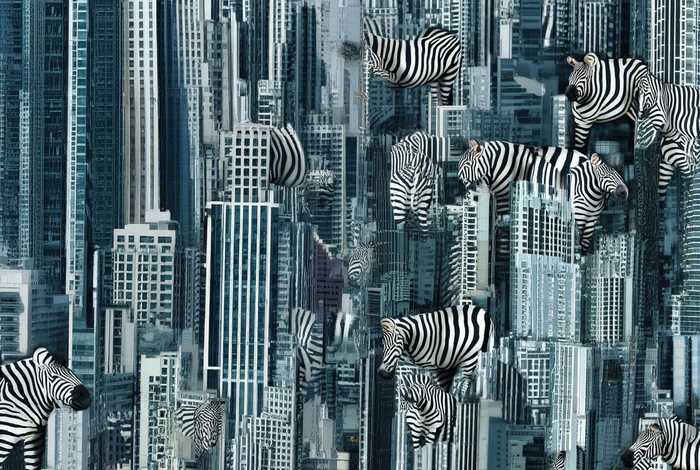 斑马生活在城市读后感;斑马生活在城市读后感50字 斑马生活在城市读后感;斑马生活在城市读后感50字