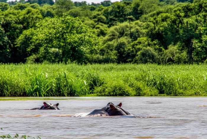 河马生活在河里吗 - 河马生活在森林里吗？