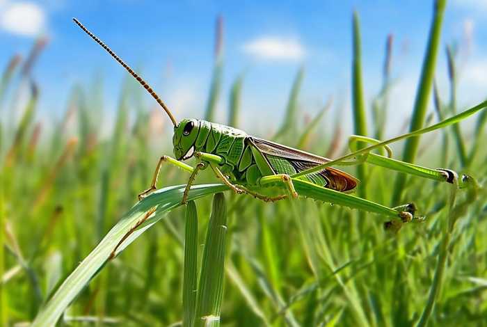 蚂蚱的生活环境及形态结构特点;蚂蚱的生活环境及形态结构特点是什么 蚂蚱的生活环境及形态结构特点;蚂蚱的生活环境及形态结构特点是什么