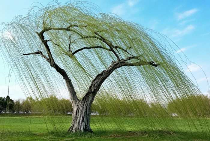 柳树的生长习性,柳树的生长特性 柳树的生长习性,柳树的生长特性